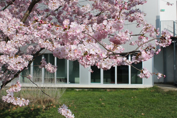 Photo de l'INSPÉ, campus de la Meinau au printemps